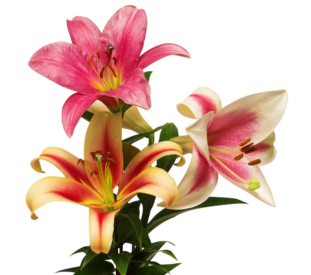 Bouquet of lily flowers isolated on white background