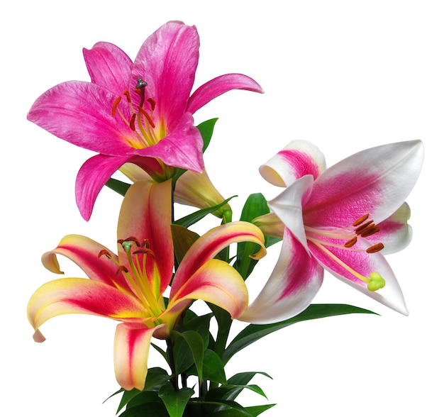 Bouquet of lily flowers isolated on white background