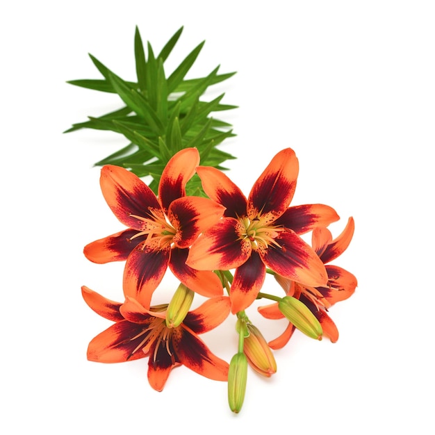 Bouquet of lily tiger color with a bud isolated on white background Flat lay top view