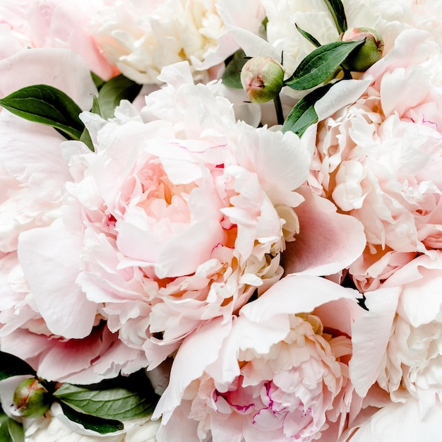 Bouquet of a lot of peonies of pink color close up flat lay top view peony flower texture