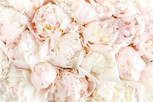 Bouquet of a lot of peonies of pink color close up flat lay top view peony flower texture