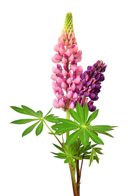 Bouquet of lupine flowers isolated on white background Beautiful floral composition