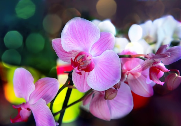 Bouquet of magenta orchids on color background.