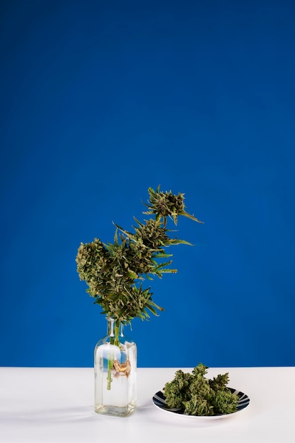 Bouquet of marijuana in pot vase with buds of weed on blue background