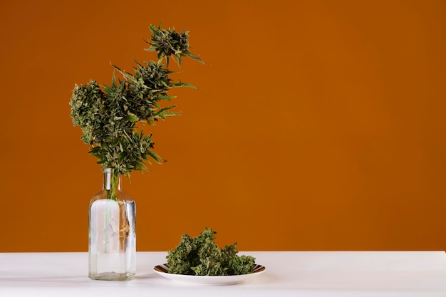 Bouquet of marijuana in pot vase with buds of weed on orange background