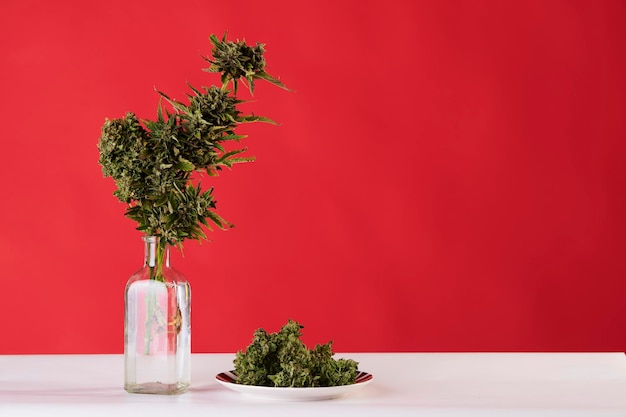 Bouquet of marijuana in pot vase with buds of weed on red background