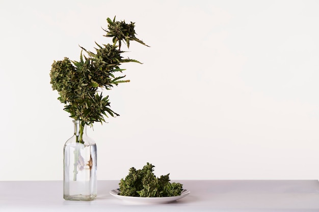 Bouquet of marijuana in pot vase with buds of weed on white background