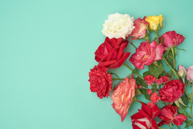 Bouquet of multi-colored blooming roses on a green background, festive backdrop