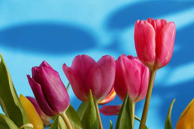 Bouquet of multicolored tulips on a blue background macro photography Blooming beauty tulips