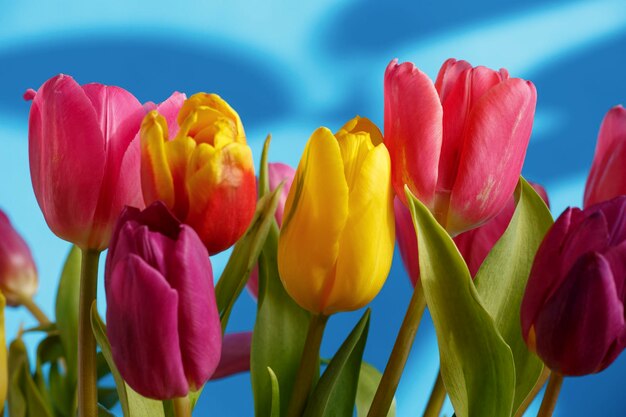 Bouquet of multicolored tulips on a blue background macro photography Blooming beauty tulips