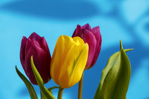 Bouquet of multicolored tulips on a blue background macro photography Blooming beauty tulips