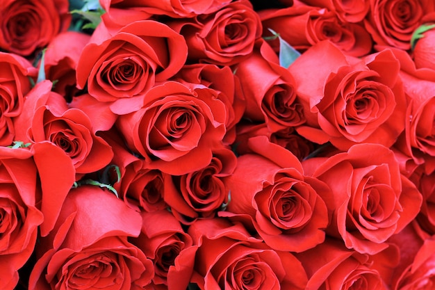 Bouquet of one hundred red roses.