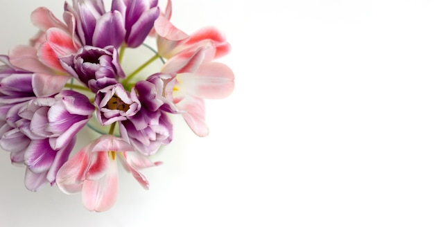 A bouquet of open pink and purple tulips on a white table