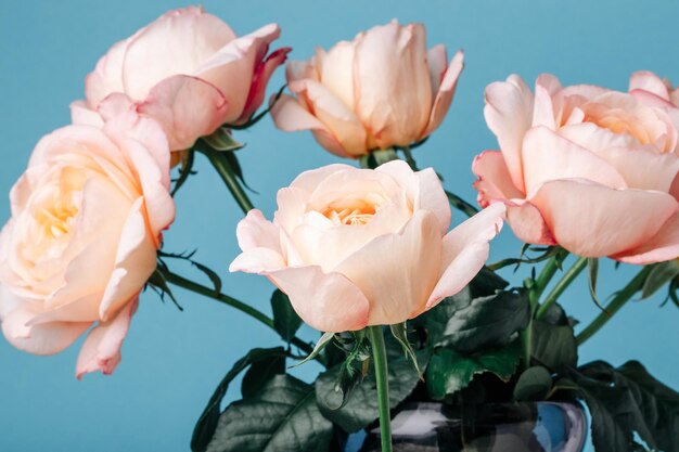 Bouquet of pale pink peony roses on a blue background