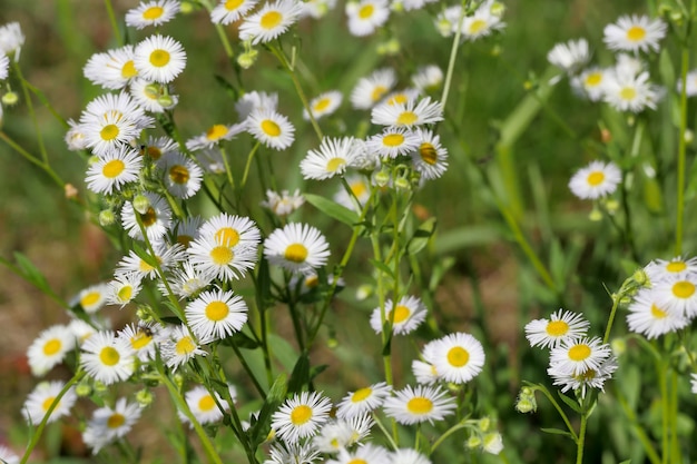 Bouquet of paquerettes in a field