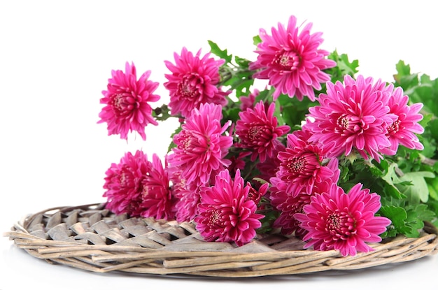 Bouquet of pink autumn chrysanthemum isolated on white