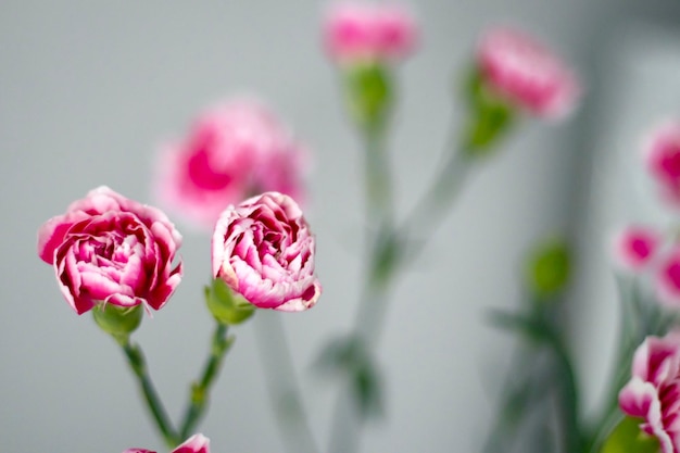 Bouquet of pink bush carnations on a gray background