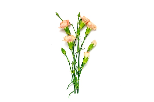 Bouquet of pink carnation flower isolated on white background