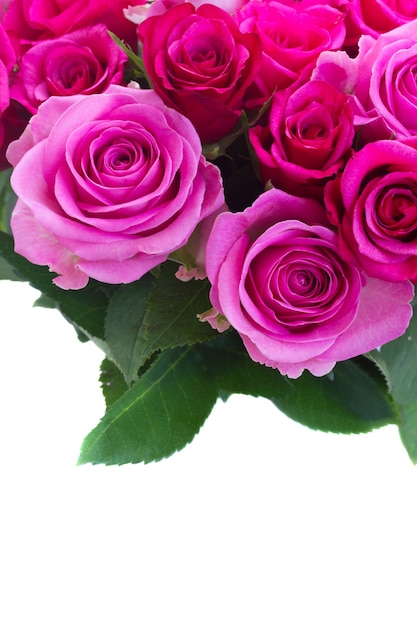 Bouquet of pink and magenta fresh roses and leaves close up border isolated on white background