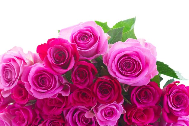 Bouquet of pink and magenta roses border isolated on white background