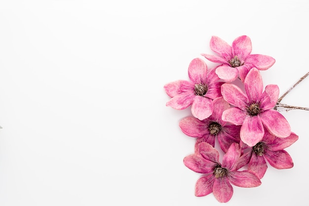 Bouquet of pink magnolia flowers isolated on white background, copy space, top view, flat lay.