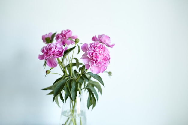 Bouquet of pink peony flowers in glass vase on white wall background