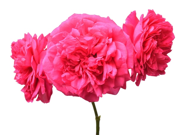 Bouquet of pink roses isolated on white background