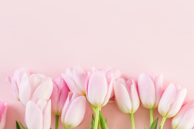 Bouquet of pink tulips on a pink background.