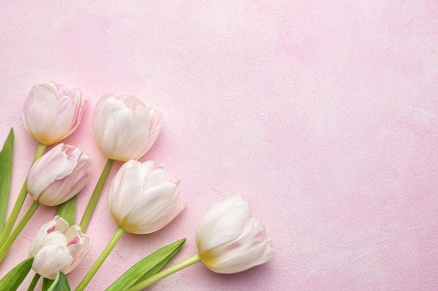 Bouquet of pink tulips on pink background