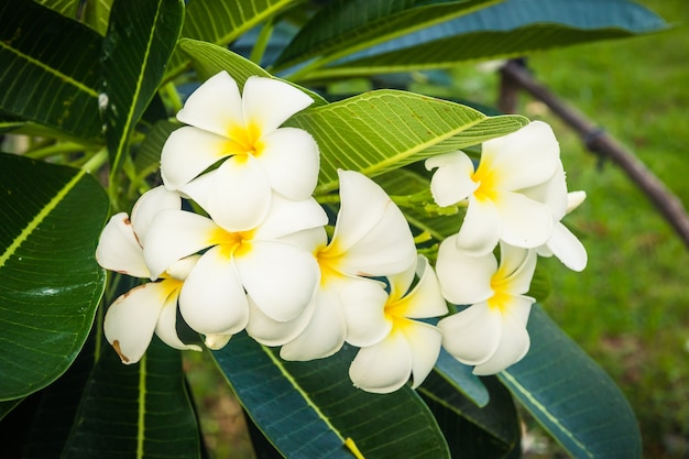 A bouquet of plumeria ( frangipani ) flowers on trees