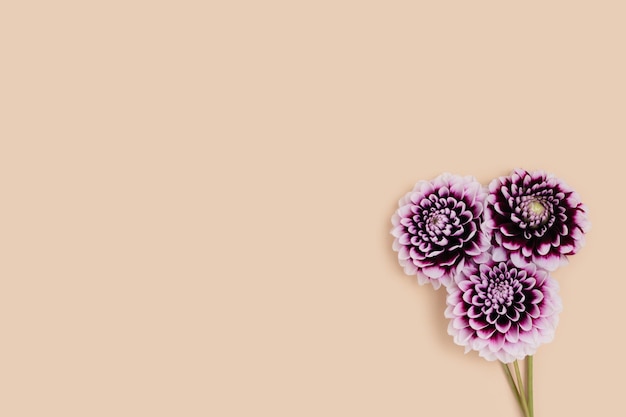 Bouquet of purple dahlia flowers on a beige background