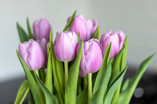 Bouquet of purple tulips closeup Black and white background