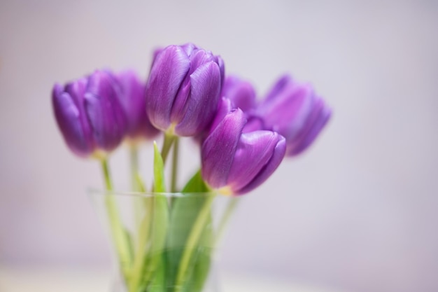 Bouquet of purple tulips with green leaves in glass vase