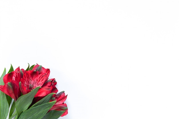 Bouquet of red flowers alstroemeria on white background