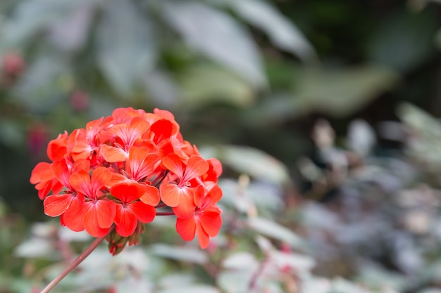 bouquet of red flowers. 