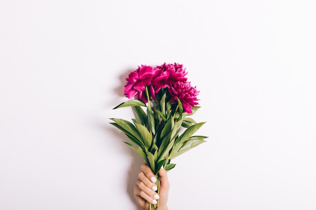 Bouquet of red peonies in a female hand with a manicure on white