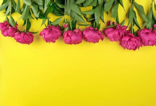 Bouquet of red peonies with green leaves on a yellow background