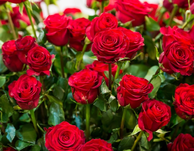 Bouquet of red roses close up