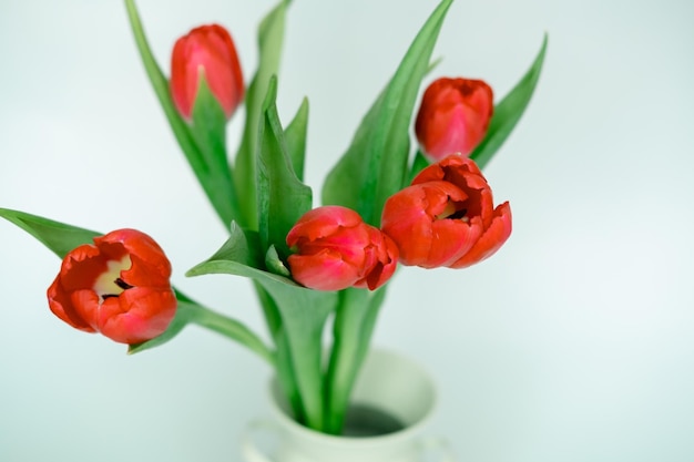 Bouquet of red tulips in a vase on a white background