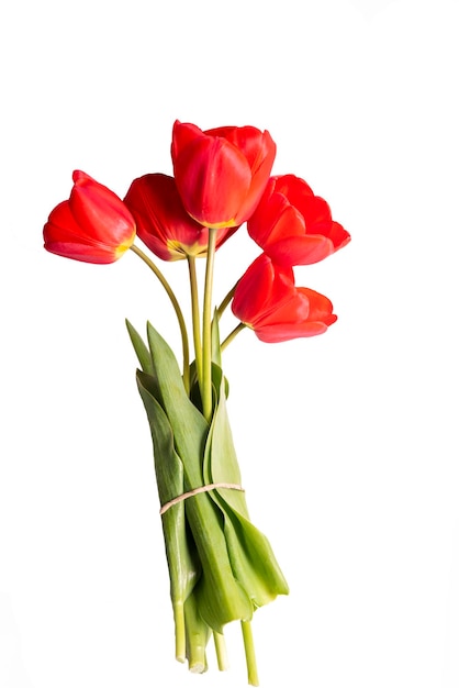 Bouquet of red tulips on a white background