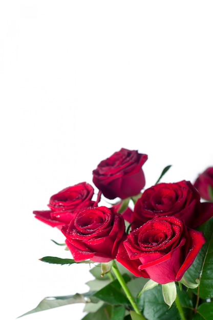 Bouquet of roses on a white background