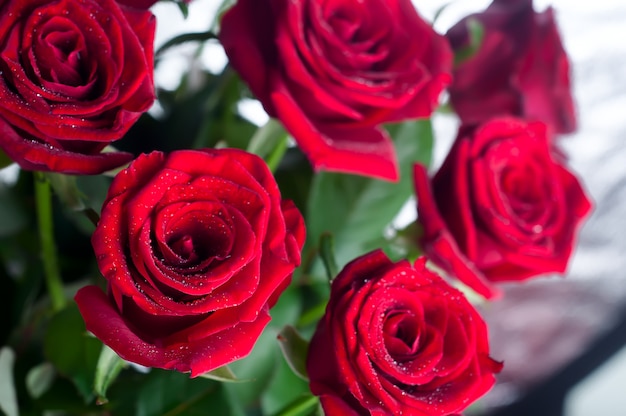 Bouquet of roses on a white background