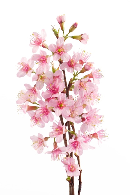 Bouquet of sakura flower branch isolated white background.