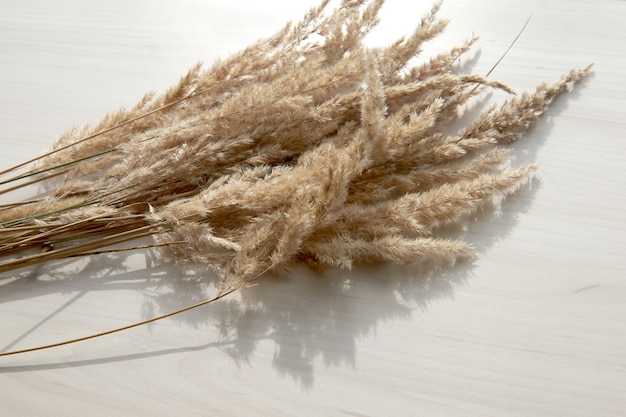 A bouquet of spikelets. Frame of dry reeds isolated on white background. Abstract dry grass flowers, herbs on wooden table on pastel beige background. Stylish home decor