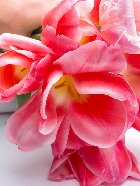 Bouquet of spring flowers fresh pink tulips on white background