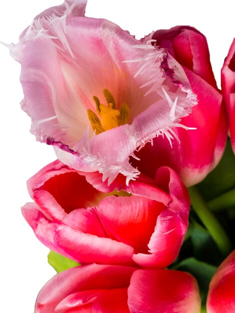 Bouquet of spring flowers fresh pink tulips on white background