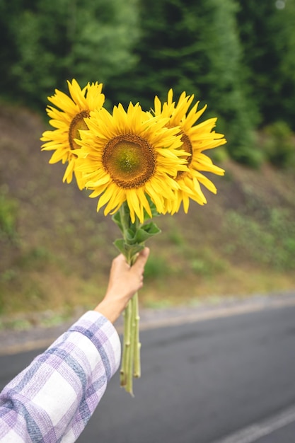 Bouquet of sunflowers in female hands against the backdrop of nature