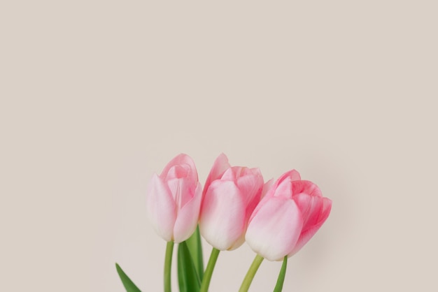 A bouquet of three pink tulips. The concept of the spring holiday with copy space