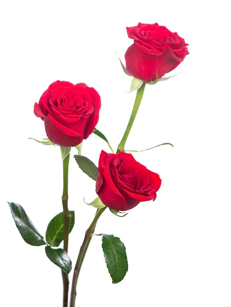 Bouquet of three roses Several red roses on a white background