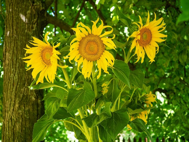 Bouquet of three sunflowers against the background of linden foliage